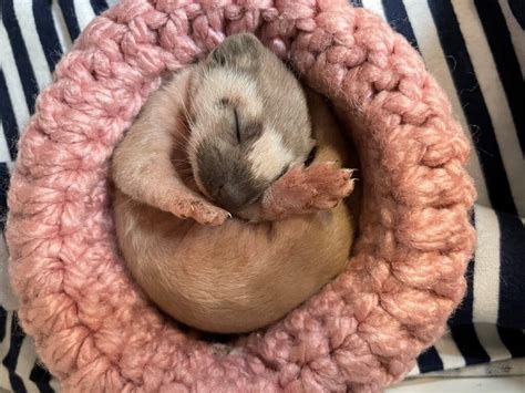 Displaced Baby Weasel Ready For Life In The Wild With Help From San