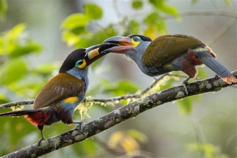 Beautiful Baby Toucan Facts And Pictures Birds Fact