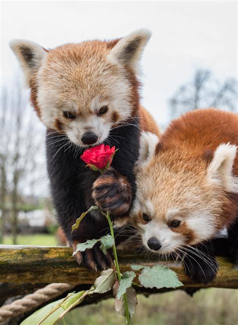 Love Was In The Air For Two Lucky Pandas At Longleat Safari Park After