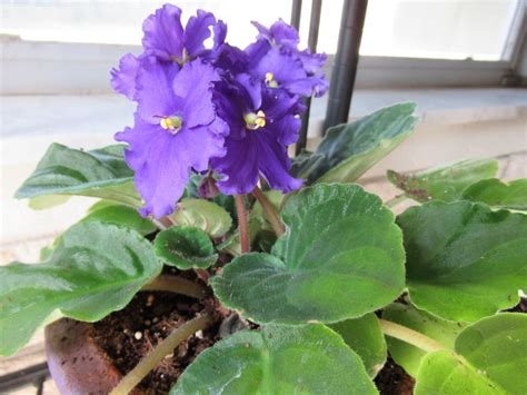 Caring For African Violets Tips And Ideas African Violets Are Easier