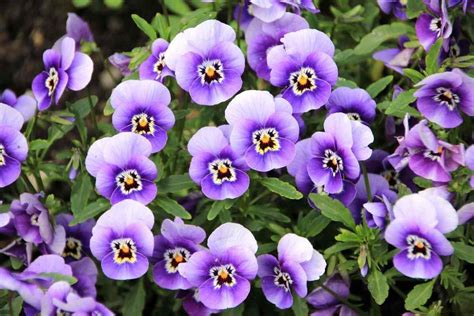 Growing Pansy Flowers A Full Planting Guide Agri Farming