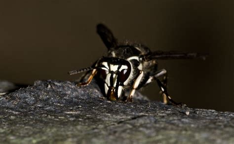 Bald Faced Hornet Face On Insects Insect Species Social Insects
