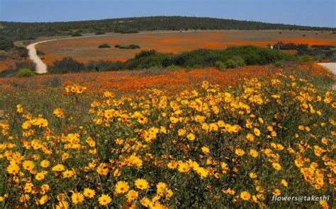 The south africa climate is in general mild and comfortable, with usually hot and sunny summers and mild winter temperatures during the days. The signs of spring in South Africa - Africa Geographic