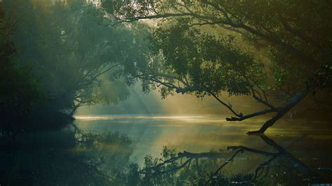 Download Wallpaper 2048x1152 Trees River Reflection Forest Swamp