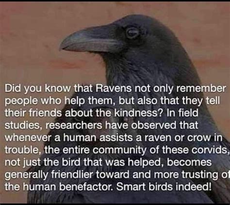 Pin By Moonchild On Crows And Ravens Crow Facts Crow Raven Facts