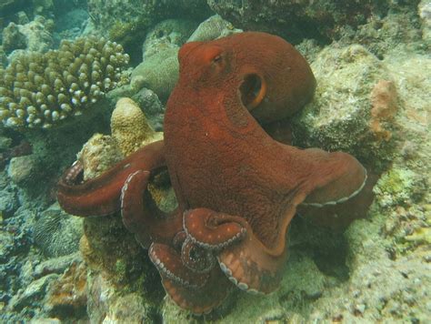 Coloca la piel en el tacho, empujándola hacia abajo con el palo para asegurarte de que esté completamente cubierta por el líquido. Octopus cyanea - Wikipedia