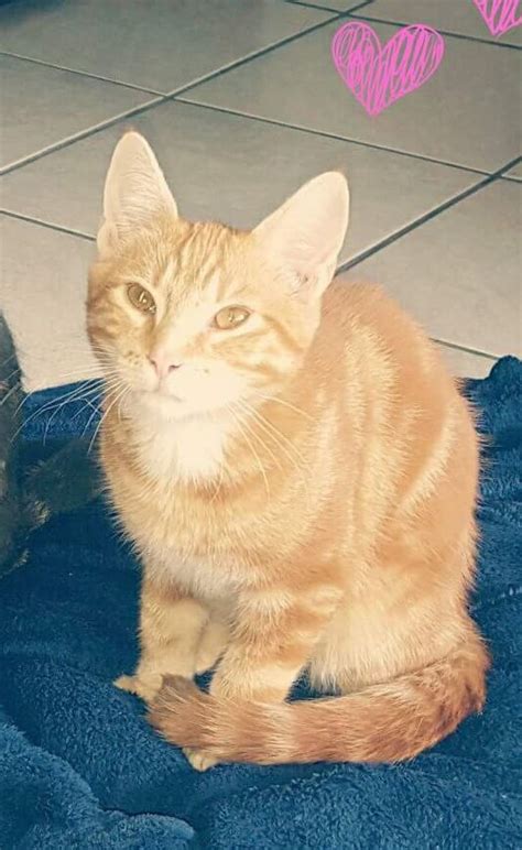 Diskutiere perser wann kastrieren im sexualität der katzen forum im bereich züchterecke; Hunde | Tierheim Dormagen