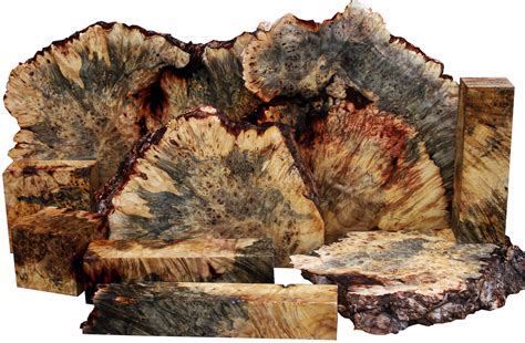 Buckeye Burl Aesculus Californica Is One Of The Most Interesting