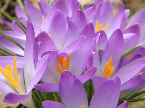 Crocuses Purple Blossoms Free Photo On Pixabay Pixabay