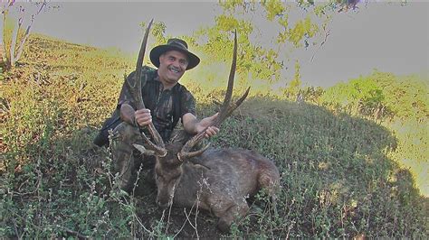 Tapi tetap saja, anda bisa mengurangi konsumsi daging kucing hutan. Hunting Rusa in the roar with 300 WSM at 401 meters in New ...