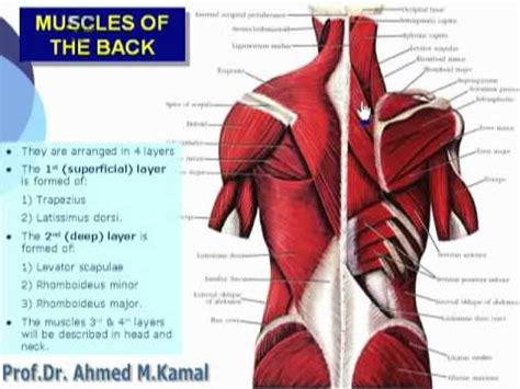 Back pain is common and might be caused by a problem with a muscle. 031- Muscles of the back (Upper Limb) - YouTube