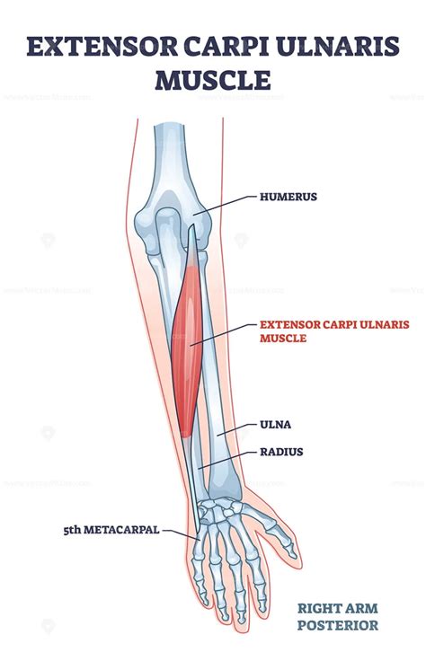 Extensor Carpi Radialis Longus Muscle With Arm And Hand Bones Outline