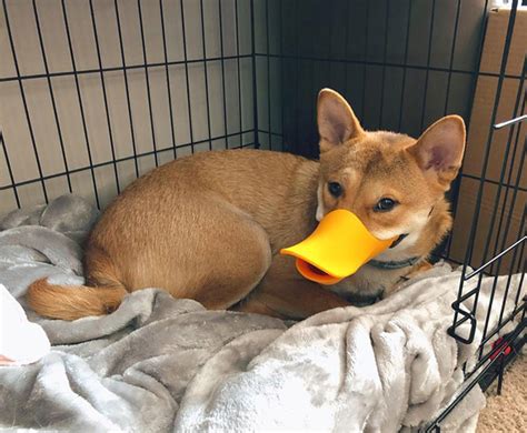 Duck Beak Shaped Dog Muzzle