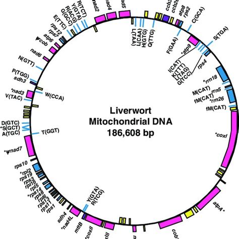 Gene Organization Of The Mitochondrial Genome From The Liverwort