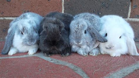 Mini Lop Rabbits Ph 0403 791 288 For Sale Nsw Sydney West