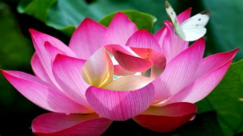 Under The Sunrise More Beautiful Lotus Flowers Hd1080p Youtube