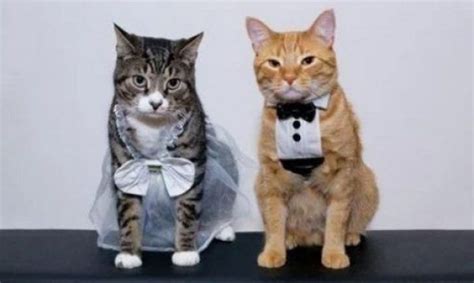 Ten Cats Getting Married In The Traditional Style In 2021 Crazy Cat
