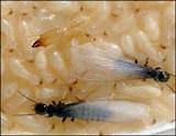 Images of Winged Termite Size