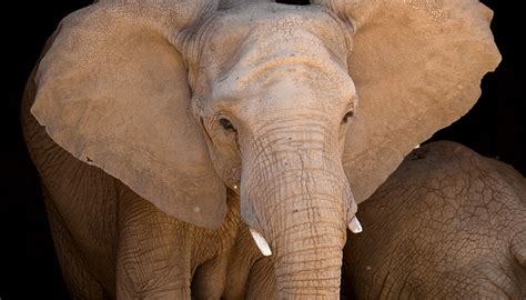 African Elephant San Diego Zoo Kids