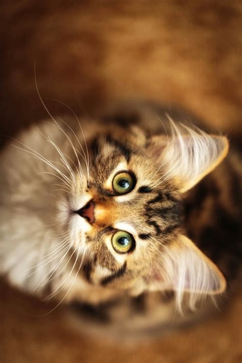 Kitty Cat Love Photography Pretty Cute Eyes Quotes