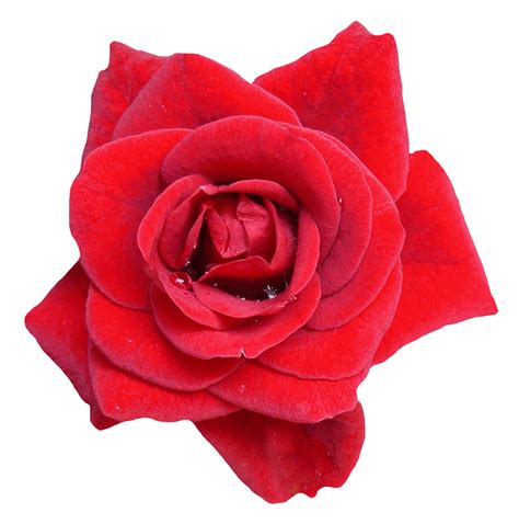 Free Red Rose Flower Png Image