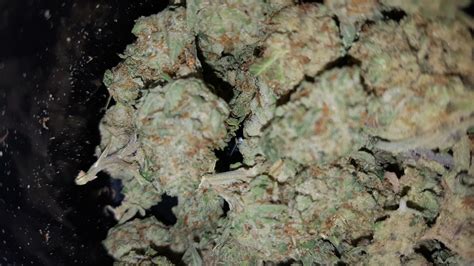 Blue Dream Strain Information And Reviews Wheres Weed