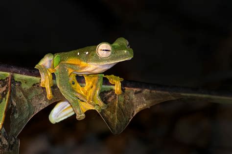 Wallaces Flying Frog The Wildlife Diaries