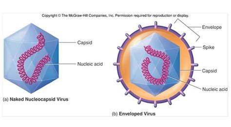 Viruses Structure Replication And Diagnosis
