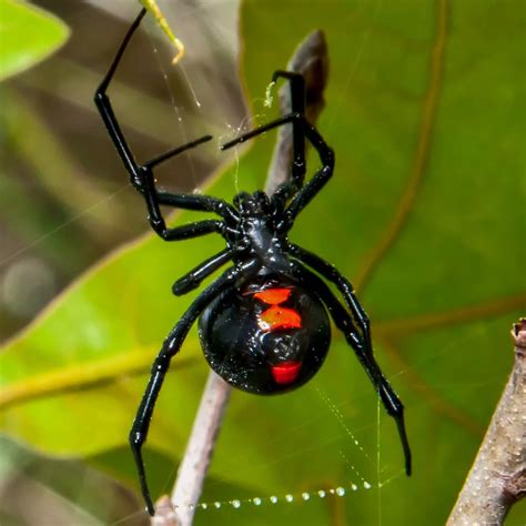 The 2 Poisonous Spiders Found In Wisconsin Id Guide Bird Watching Hq