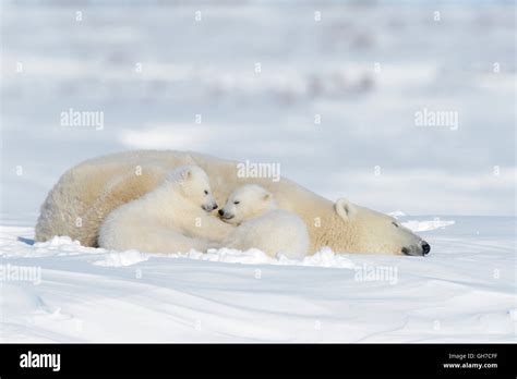 Polar Bear Mother Ursus Maritimus With Two Cubs Wapusk National Park