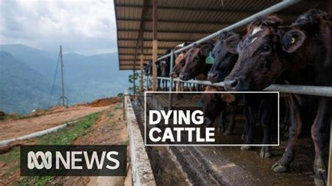 Mass Deaths Of Australian Cattle In Sri Lanka Abc News Youtube