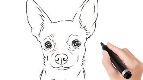 How To Draw A Chihuahua Dog Youtube