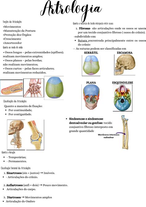 Artrologia Artrologia Funções das Articulações Movimentos