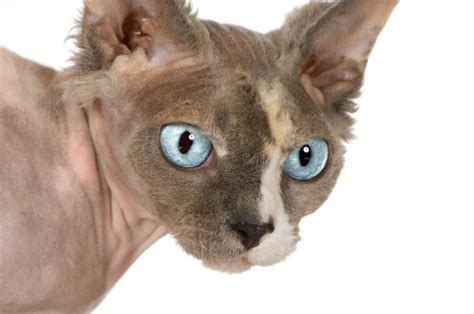 Allergy To A Hairless Cat Pets