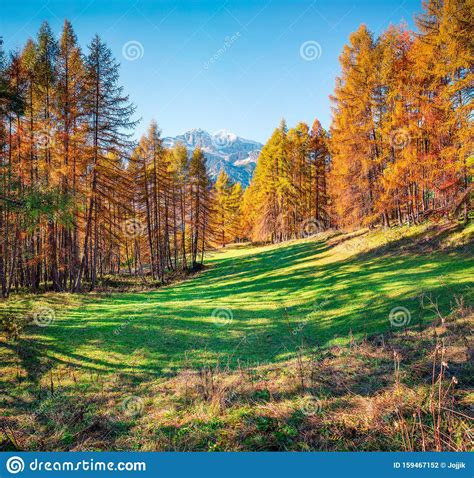 Beautiful Autumn Forest In The Dolomite Alps Sunny Morning View Of