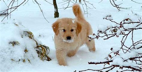Friday Fun 5 Crazy Cute Videos Of Puppies In Snow Snowbrains