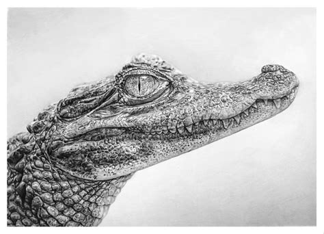 Crocodile Drawing By Trentredmon Realistic Animal Drawings Crocodile
