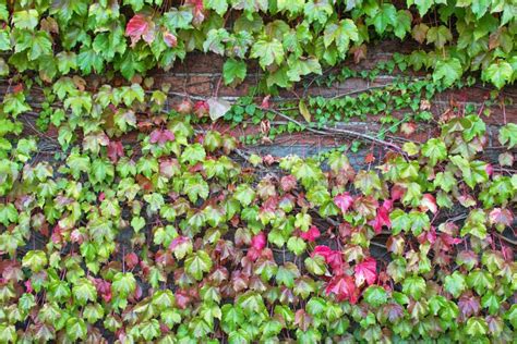 Climbing Plant Ivy Leaves On The Brick Wall During Autumn Stock Photo