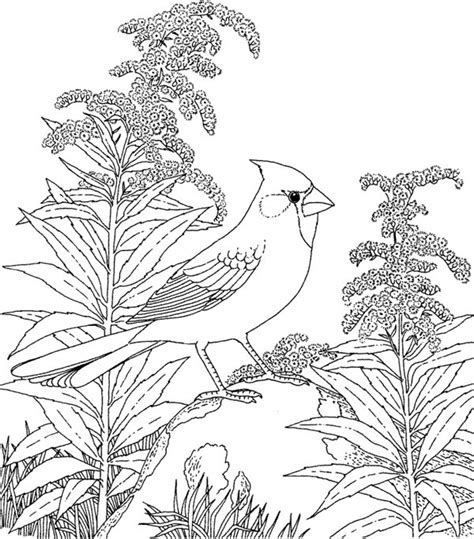 59 free jungle bird coloring pages for adults cockatoo coloring. State Bird Coloring Page - Download & Print Online ...