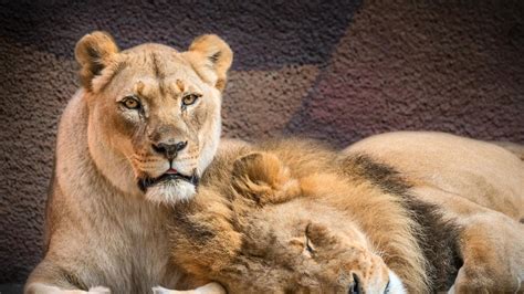Hubert And Kalisa Bittersweet End To Lions Love Story As Pair Die At