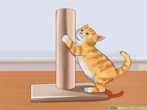 6 Ways To Train A Kitten Wikihow Pet