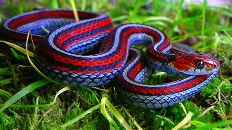 79 Animals With Unexpected Colors Colorful Snakes Snake Facts
