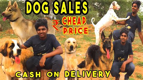 Who Sales Dogs Near Me at Michelle Epling blog