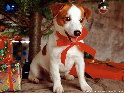 Free Christmas Puppy Wallpaper Wallpapersafari