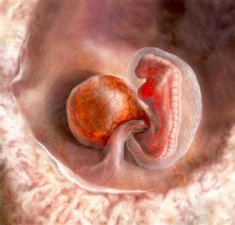 Human Yolk Sac