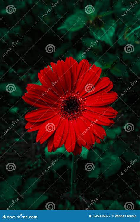 Red Gerbera Flower In A Deep Forest Stock Image Image Of Gerbera