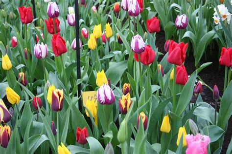 Mixed Triumph Tulips 25 Bulbs Assorted Colors Of Tulip Bulbs By