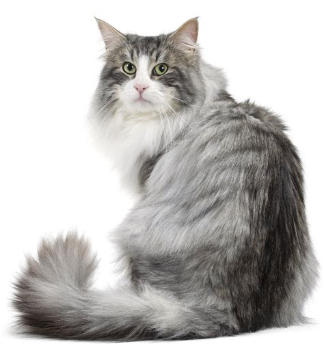 The norwegian forest cat is large cat with a strong, powerful body. February Gathering 2020 - Page 2