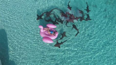 Polina And Her Giant Pink Flamingo Swimming With Sharks In The