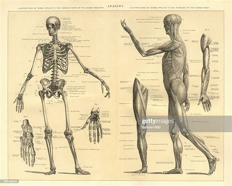 Human Anatomy Skeleton And Muscles Of The Body High Res Vector Graphic